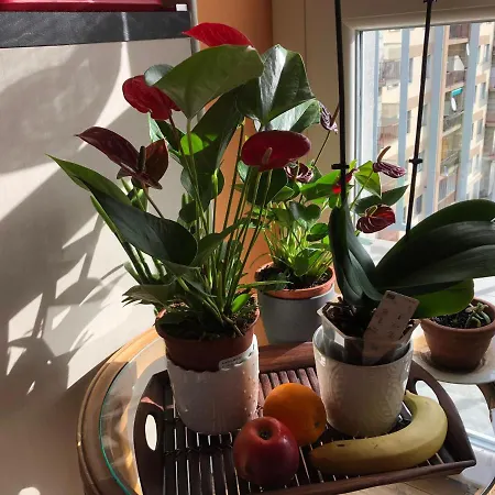 Attico Chez Renee Accommodatie bij particulieren